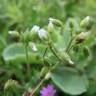 Fotografia 6 da espécie Cerastium semidecandrum do Jardim Botânico UTAD