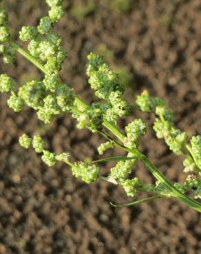 Fotografia 4 da espécie Chenopodium album var. album no Jardim Botânico UTAD