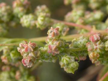 Fotografia da espécie Chenopodium album var. album