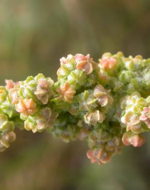 Fotografia 6 da espécie Chenopodium album var. album no Jardim Botânico UTAD