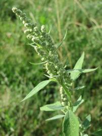 Fotografia da espécie Chenopodium album var. album