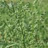 Fotografia 8 da espécie Chenopodium album var. album do Jardim Botânico UTAD