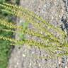 Fotografia 2 da espécie Chenopodium botrys do Jardim Botânico UTAD