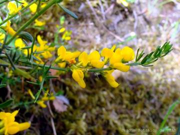 Fotografia da espécie Genista falcata