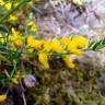 Fotografia 4 da espécie Genista falcata do Jardim Botânico UTAD