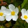 Fotografia 3 da espécie Cistus inflatus do Jardim Botânico UTAD