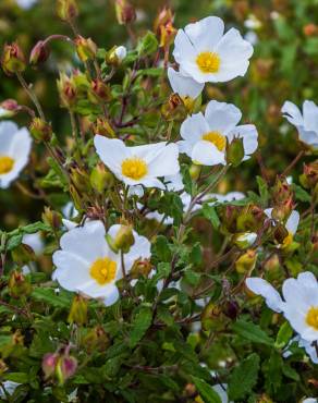 Fotografia 4 da espécie Cistus inflatus no Jardim Botânico UTAD