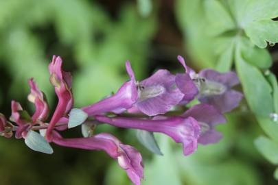 Fotografia da espécie Corydalis cava subesp. cava