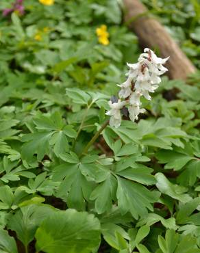 Fotografia 3 da espécie Corydalis cava subesp. cava no Jardim Botânico UTAD