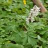 Fotografia 3 da espécie Corydalis cava subesp. cava do Jardim Botânico UTAD