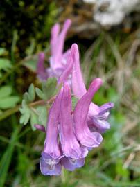 Fotografia da espécie Corydalis cava subesp. cava