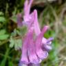 Fotografia 4 da espécie Corydalis cava subesp. cava do Jardim Botânico UTAD