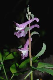 Fotografia da espécie Corydalis cava subesp. cava