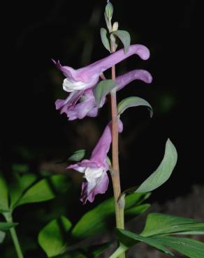 Fotografia 5 da espécie Corydalis cava subesp. cava no Jardim Botânico UTAD