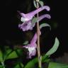 Fotografia 5 da espécie Corydalis cava subesp. cava do Jardim Botânico UTAD