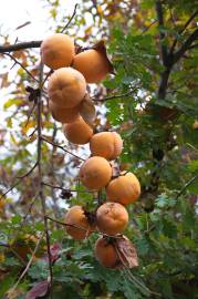 Fotografia da espécie Diospyros kaki