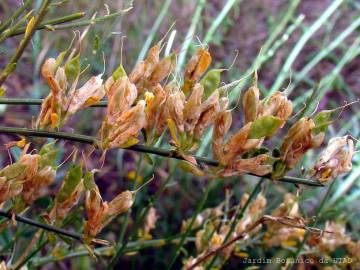 Fotografia da espécie Genista hystrix