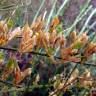 Fotografia 3 da espécie Genista hystrix do Jardim Botânico UTAD