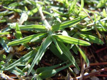 Fotografia da espécie Cynodon dactylon