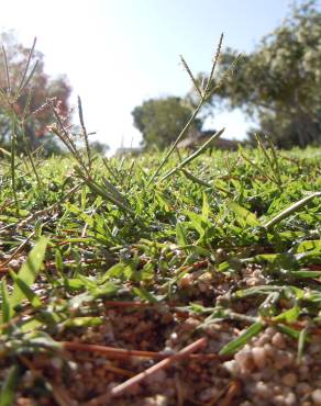 Fotografia 4 da espécie Cynodon dactylon no Jardim Botânico UTAD