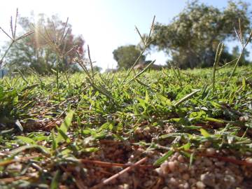 Fotografia da espécie Cynodon dactylon