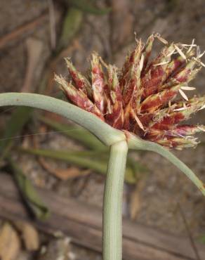 Fotografia 1 da espécie Cyperus capitatus no Jardim Botânico UTAD