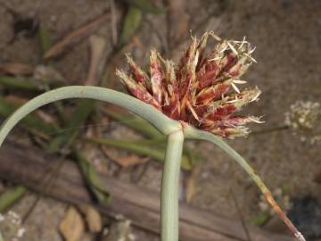 Fotografia da espécie Cyperus capitatus