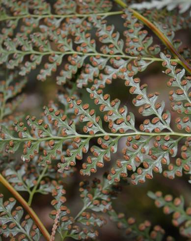 Fotografia de capa Culcita macrocarpa - do Jardim Botânico