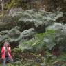 Fotografia 6 da espécie Culcita macrocarpa do Jardim Botânico UTAD