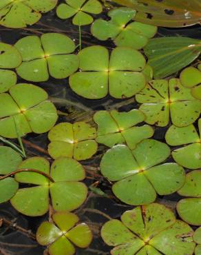 Fotografia 3 da espécie Marsilea quadrifolia no Jardim Botânico UTAD