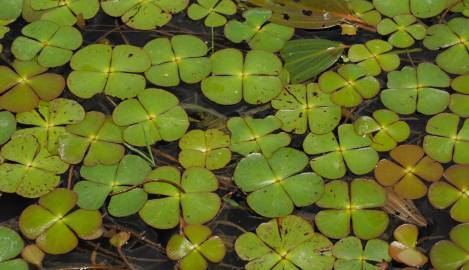 Fotografia da espécie Marsilea quadrifolia