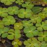 Fotografia 3 da espécie Marsilea quadrifolia do Jardim Botânico UTAD