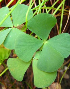 Fotografia 4 da espécie Marsilea quadrifolia no Jardim Botânico UTAD