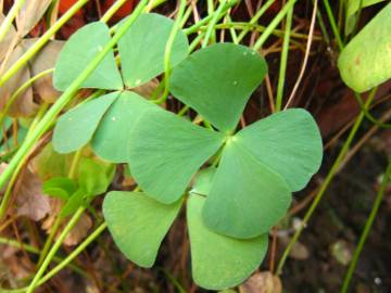 Fotografia da espécie Marsilea quadrifolia