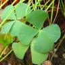 Fotografia 4 da espécie Marsilea quadrifolia do Jardim Botânico UTAD