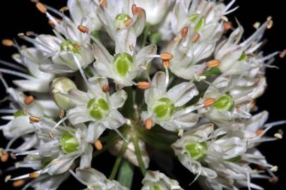 Fotografia da espécie Allium ericetorum
