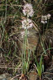 Fotografia da espécie Allium ericetorum