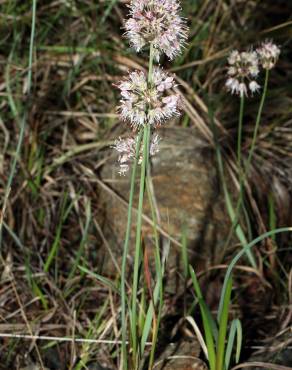 Fotografia 10 da espécie Allium ericetorum no Jardim Botânico UTAD