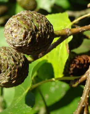 Fotografia 7 da espécie Alnus cordata no Jardim Botânico UTAD