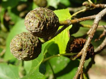 Fotografia da espécie Alnus cordata