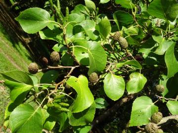 Fotografia da espécie Alnus cordata