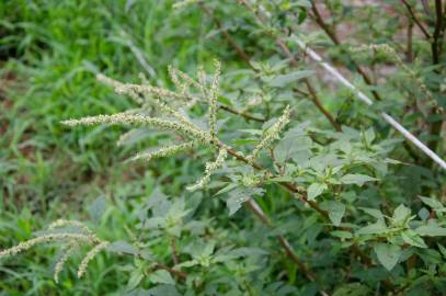 Fotografia da espécie Amaranthus hybridus