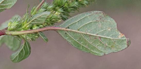 Fotografia da espécie Amaranthus hybridus