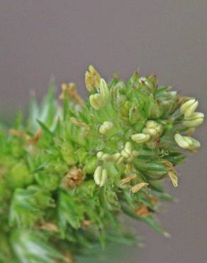 Fotografia 7 da espécie Amaranthus hybridus no Jardim Botânico UTAD