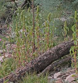 Fotografia da espécie Amaranthus hybridus