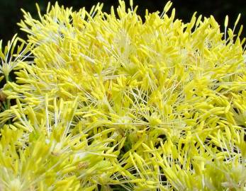 Fotografia da espécie Thalictrum speciosissimum