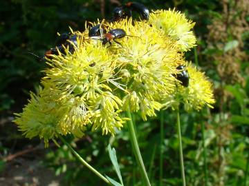 Fotografia da espécie Thalictrum speciosissimum