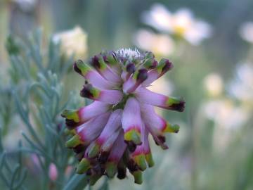 Fotografia da espécie Platycapnos spicatus