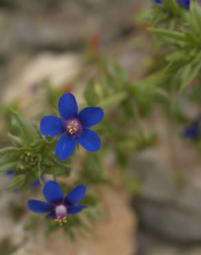 Fotografia 7 da espécie Anagallis foemina no Jardim Botânico UTAD