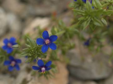 Fotografia da espécie Anagallis foemina